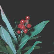 Attēlu rezultāti vaicājumam “Maianthemum bifolium fruit”