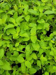 Attēlu rezultāti vaicājumam “Mentha arvensis leaf”