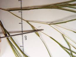 Attēlu rezultāti vaicājumam “Stuckenia pectinata”