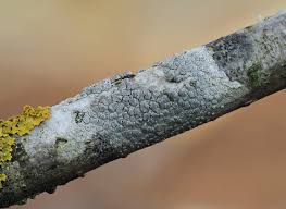 Attēlu rezultāti vaicājumam “Lecanora carpinea”