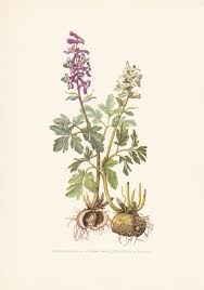 Attēlu rezultāti vaicājumam “Corydalis cava flower”