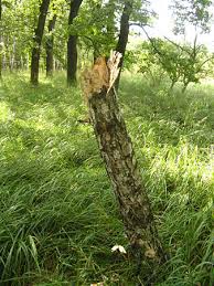 Attēlu rezultāti vaicājumam “Laserpitium pruthenicum”