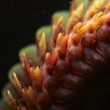 Attēlu rezultāti vaicājumam “Amaurochaete atra macro”