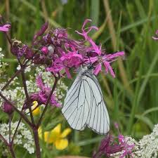 Attēlu rezultāti vaicājumam “Aporia crataegi female”