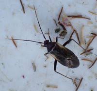 Attēlu rezultāti vaicājumam “Adelphocoris seticornis”