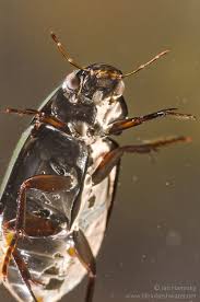 Attēlu rezultāti vaicājumam “Hydrochara caraboides”