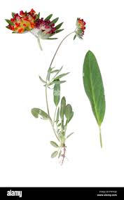 Attēlu rezultāti vaicājumam “Anthyllis vulneraria leaf”