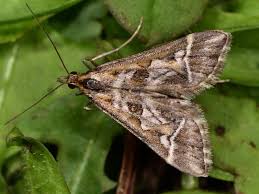 Attēlu rezultāti vaicājumam “Diasemia reticularis”