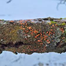 Attēlu rezultāti vaicājumam “Neonectria coccinea”