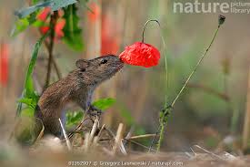 Attēlu rezultāti vaicājumam “Apodemus agrarius”