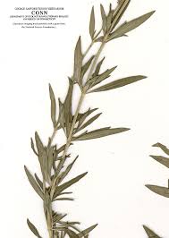 Image result for Hyssopus officinalis