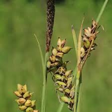 Attēlu rezultāti vaicājumam “Carex panicea flower”