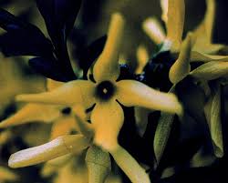 Attēlu rezultāti vaicājumam “Forsythia intermedia flower”