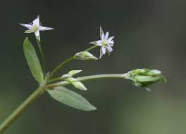 Attēlu rezultāti vaicājumam “Stellaria uliginosa”
