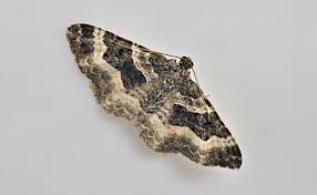 Attēlu rezultāti vaicājumam “Epirrhoe”