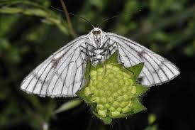 Attēlu rezultāti vaicājumam “Siona lineata”