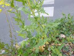 Attēlu rezultāti vaicājumam “Sisymbrium volgense leaf”