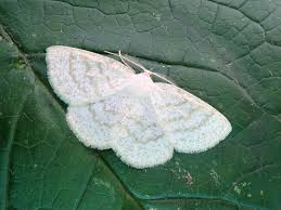 Attēlu rezultāti vaicājumam “Cabera exanthemata”