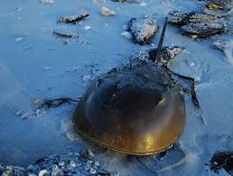 Image result for Limulus polyphemus