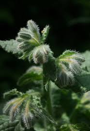 Attēlu rezultāti vaicājumam “Borago officinalis bud”