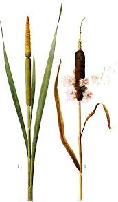 Attēlu rezultāti vaicājumam “Typha latifolia leaf”