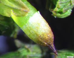 Attēlu rezultāti vaicājumam “Orthotrichum, Nyholmiella”