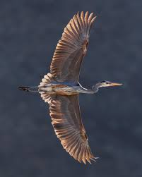 Image result for heron