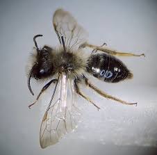 Attēlu rezultāti vaicājumam “Andrena vaga”