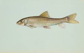 Image result for Minytrema melanops