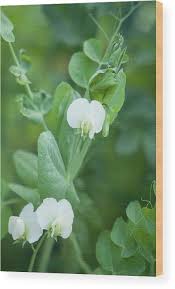 Attēlu rezultāti vaicājumam “Pisum sativum flower”