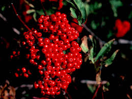 Attēlu rezultāti vaicājumam “Pyrus”