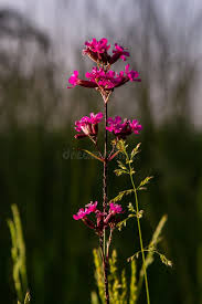 Attēlu rezultāti vaicājumam “Silene viscaria leaf”