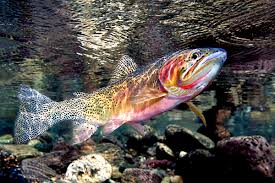 Image result for Oncorhynchus clarkii