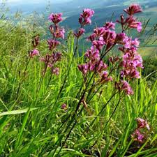 Image result for Pechnelke