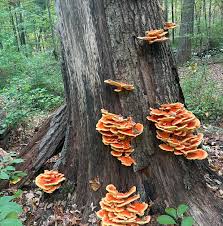Attēlu rezultāti vaicājumam “Laetiporus sulphureus”