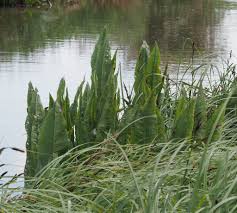 Attēlu rezultāti vaicājumam “Rumex hydrolapathum fruit”