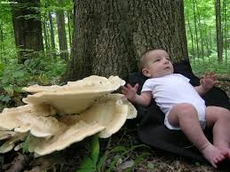 Attēlu rezultāti vaicājumam “Bondarzewia mesenterica”