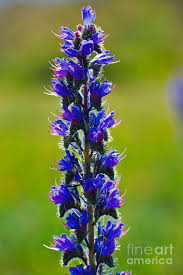 Attēlu rezultāti vaicājumam “Echium vulgare”