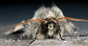 Attēlu rezultāti vaicājumam “Achlya flavicornis”