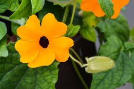 Image result for schwarzäugige Susanne