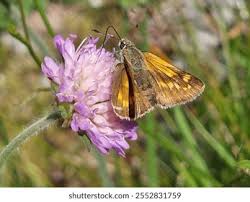 Attēlu rezultāti vaicājumam “Thymelicus sylvestris female”