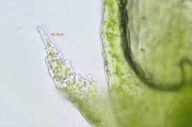 Attēlu rezultāti vaicājumam “Cephaloziella hampeana”