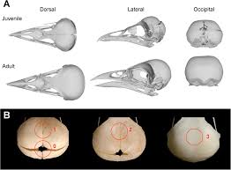 Attēlu rezultāti vaicājumam “Pica pica adult”