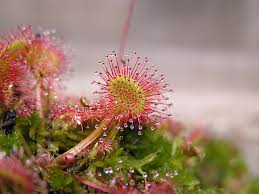 Attēlu rezultāti vaicājumam “Drosera rotundifolia leaf”