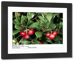 Attēlu rezultāti vaicājumam “Arctostaphylos uva-ursi fruit”