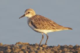 Image result for Calidris ruficollis