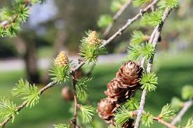 Attēlu rezultāti vaicājumam “Larix kaempferi female flower”