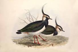 Attēlu rezultāti vaicājumam “Vanellus vanellus”