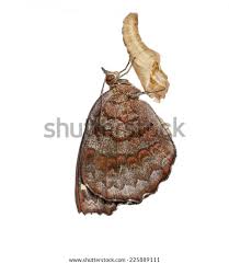 Attēlu rezultāti vaicājumam “Nymphalis xanthomelas pupa”