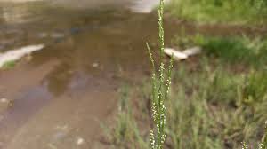 Attēlu rezultāti vaicājumam “Glyceria fluitans”